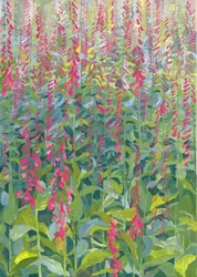 Fingerhüte, 2014